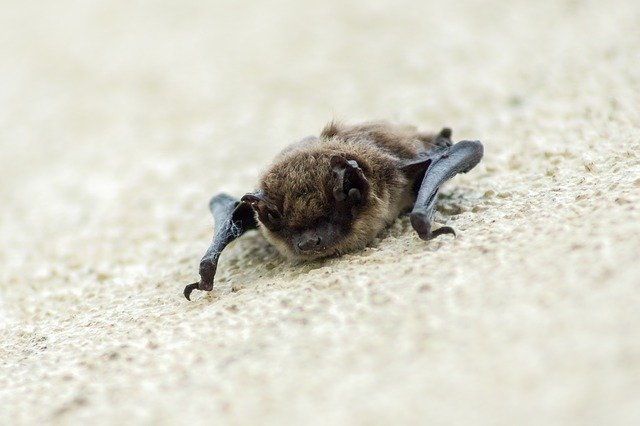 Little Brown Bat on Concrete, New Hampshire Bat Control