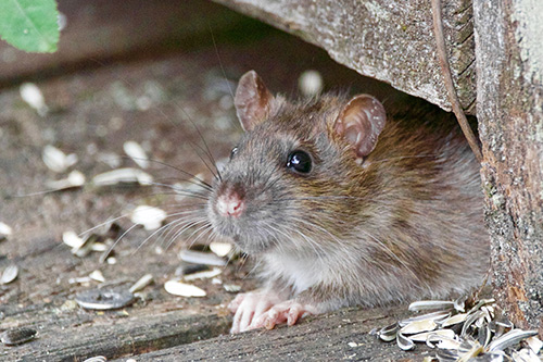 Rodent control in New Hampshire