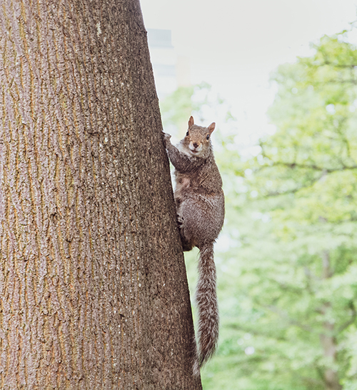 Squirrel control New Hampshire