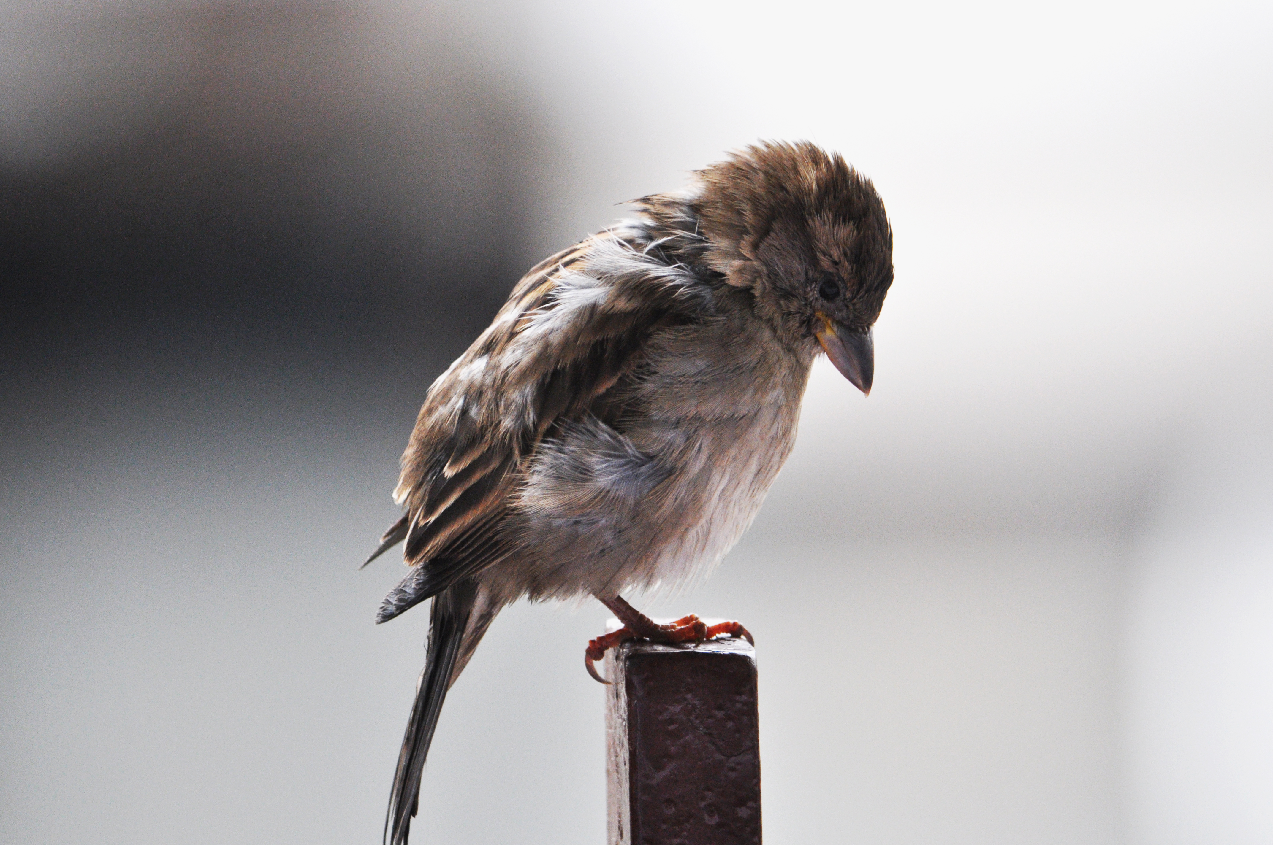 Bird control in New Hampshire