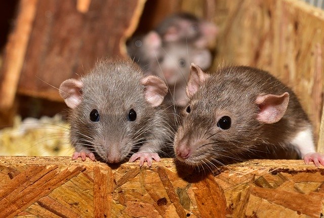 Pair of Brown Rats on OSB, Rodent Control in New Hampshire Home